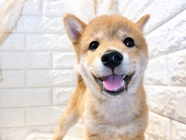 香川県の豆柴 (ワンキャラット アミーゴ丸亀店/2026年5月31日生まれ/男の子/赤)の子犬の1枚目の画像