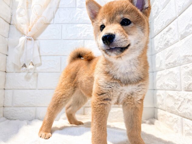 香川県の豆柴 (ワンキャラット アミーゴ丸亀店/2026年5月31日生まれ/男の子/赤)の子犬の2枚目の画像