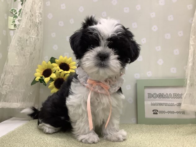 愛媛県のハーフ犬・ミックス犬 (アミーゴ松山久米店/2026年6月7日生まれ/女の子/ブラックホワイト)の子犬の1枚目の画像
