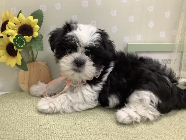 愛媛県のハーフ犬・ミックス犬 (アミーゴ松山久米店/2026年6月7日生まれ/女の子/ブラックホワイト)の子犬の2枚目の画像