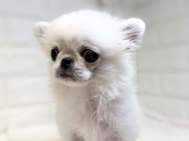 香川県のハーフ犬・ミックス犬 (ワンキャラット アミーゴ丸亀店/2026年5月4日生まれ/女の子/クリームホワイト)の子犬の4枚目の画像