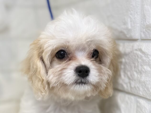 香川県のハーフ犬・ミックス犬 (ワンキャラット アミーゴ丸亀店/2026年5月26日生まれ/女の子/ホワイトクリーム)の子犬の1枚目の画像