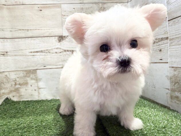 徳島県のハーフ犬・ミックス犬 (アミーゴ徳島沖浜店/2026年6月7日生まれ/男の子/ホワイト)の子犬の2枚目の画像