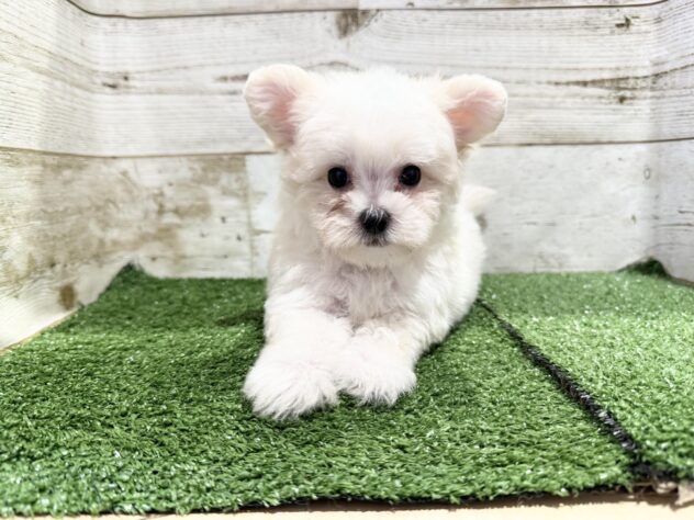 徳島県のハーフ犬・ミックス犬 (アミーゴ徳島沖浜店/2026年6月7日生まれ/男の子/ホワイト)の子犬の4枚目の画像