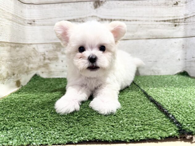徳島県のハーフ犬・ミックス犬 (アミーゴ徳島沖浜店/2026年6月7日生まれ/男の子/ホワイト)の子犬の3枚目の画像