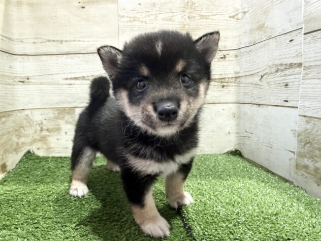 徳島県の豆柴 (アミーゴ徳島沖浜店/2026年6月8日生まれ/男の子/黒)の子犬の1枚目の画像