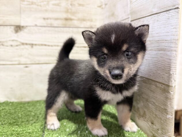 徳島県の豆柴 (アミーゴ徳島沖浜店/2026年6月8日生まれ/男の子/黒)の子犬の3枚目の画像