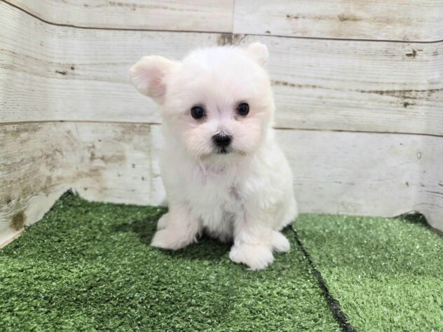 徳島県のハーフ犬・ミックス犬 (アミーゴ徳島沖浜店/2026年6月7日生まれ/男の子/ホワイト)の子犬の1枚目の画像