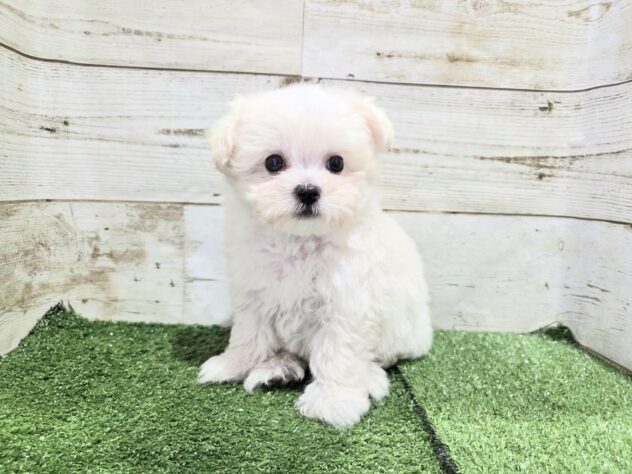 徳島県のハーフ犬・ミックス犬 (アミーゴ徳島沖浜店/2026年6月7日生まれ/男の子/ホワイト)の子犬の1枚目の画像