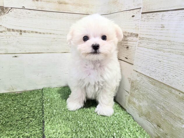徳島県のハーフ犬・ミックス犬 (アミーゴ徳島沖浜店/2026年6月7日生まれ/男の子/ホワイト)の子犬の3枚目の画像