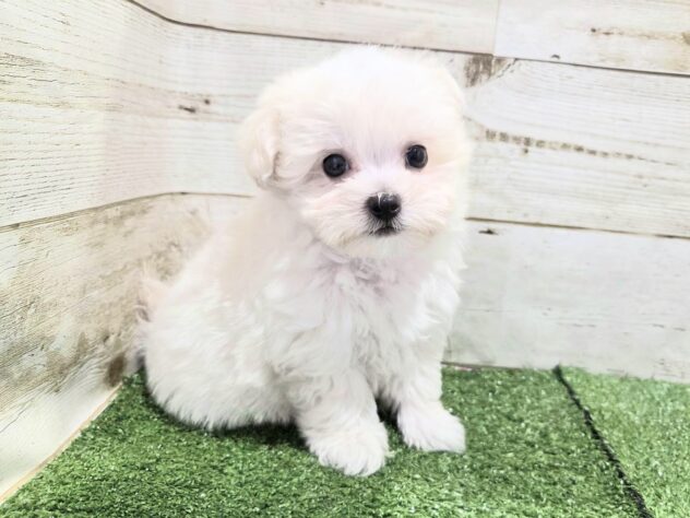 徳島県のハーフ犬・ミックス犬 (アミーゴ徳島沖浜店/2026年6月7日生まれ/男の子/ホワイト)の子犬の2枚目の画像