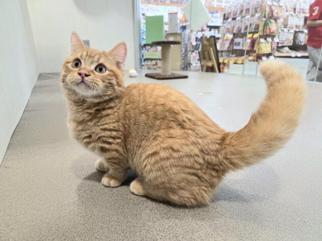 徳島県のマンチカン (アミーゴ徳島沖浜店/2026年1月27日生まれ/男の子/レッドタビー)の子猫の2枚目の画像