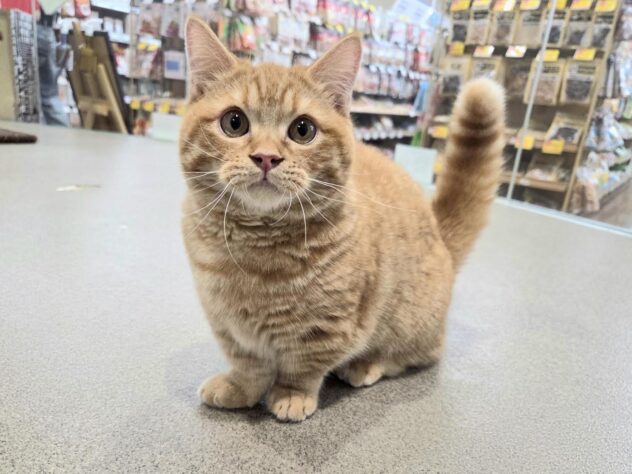 徳島県のマンチカン (アミーゴ徳島沖浜店/2026年1月27日生まれ/男の子/レッドタビー)の子猫の1枚目の画像