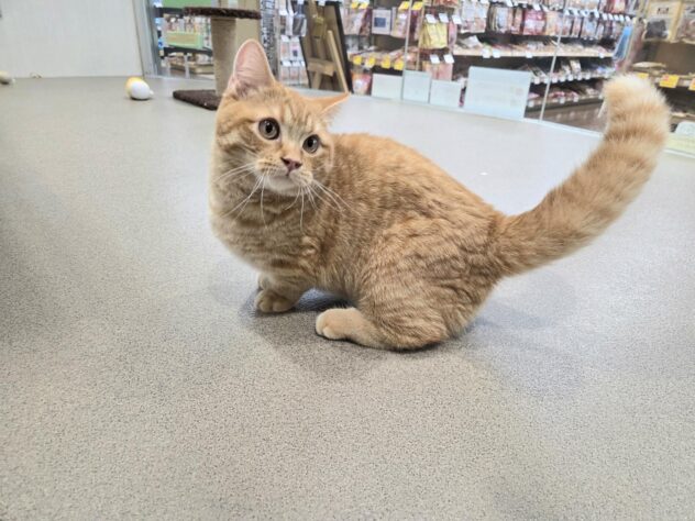徳島県のマンチカン (アミーゴ徳島沖浜店/2026年1月27日生まれ/男の子/レッドタビー)の子猫の3枚目の画像