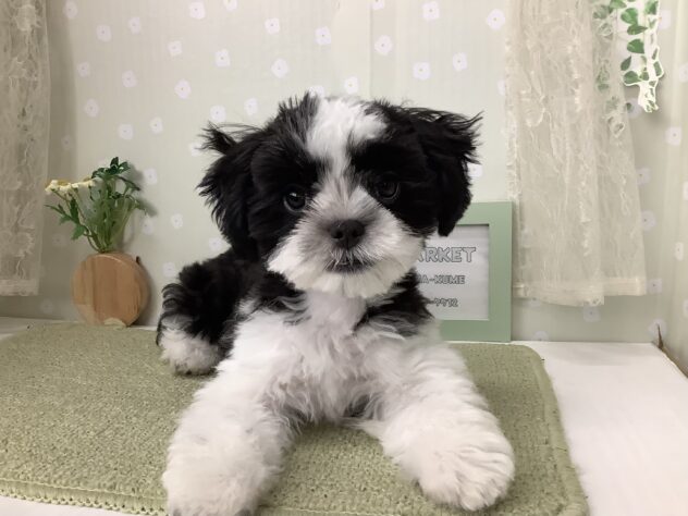 愛媛県のハーフ犬・ミックス犬 (アミーゴ松山久米店/2026年6月7日生まれ/女の子/ブラックホワイト)の子犬の1枚目の画像
