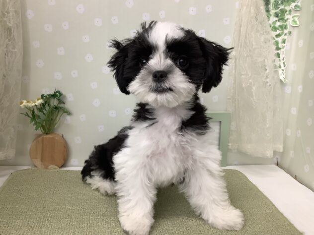 愛媛県のハーフ犬・ミックス犬 (アミーゴ松山久米店/2026年6月7日生まれ/女の子/ブラックホワイト)の子犬の4枚目の画像