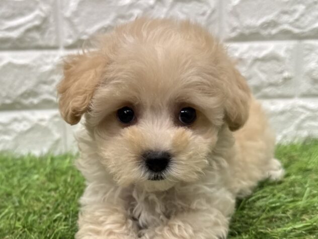 新潟県のハーフ犬・ミックス犬 (アミーゴ新潟小新店/2026年5月19日生まれ/男の子/アプリコット)の子犬の1枚目の画像