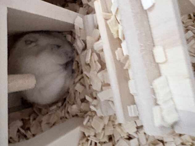 もぐちゃん