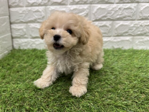 新潟県のハーフ犬・ミックス犬 (アミーゴ新潟小新店/2026年5月19日生まれ/男の子/アプリコット)の子犬の2枚目の画像
