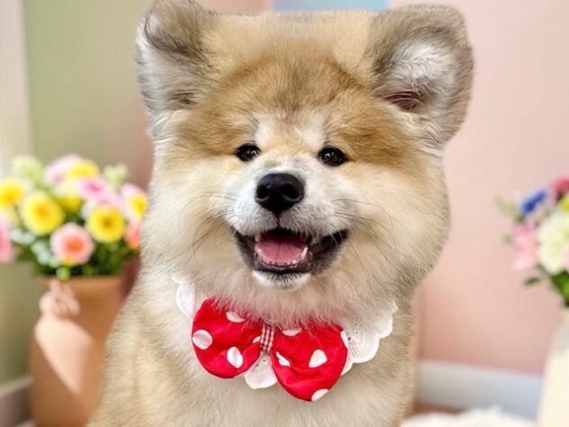 兵庫県の秋田犬 (ワンキャラット アミーゴ姫路花田店/2026年4月11日生まれ/女の子/赤)の子犬の1枚目の画像