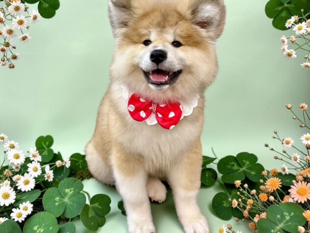 兵庫県の秋田犬 (ワンキャラット アミーゴ姫路花田店/2026年4月11日生まれ/女の子/赤)の子犬の2枚目の画像