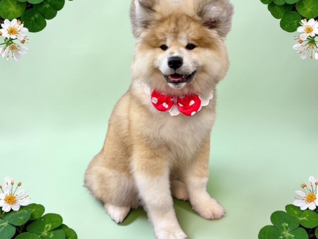 兵庫県の秋田犬 (ワンキャラット アミーゴ姫路花田店/2026年4月11日生まれ/女の子/赤)の子犬の3枚目の画像