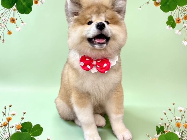 兵庫県の秋田犬 (ワンキャラット アミーゴ姫路花田店/2026年4月11日生まれ/女の子/赤)の子犬の4枚目の画像