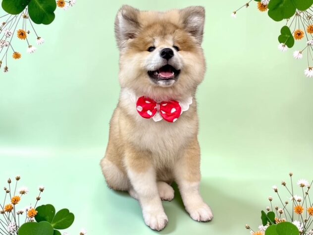 兵庫県の秋田犬 (ワンキャラット アミーゴ姫路花田店/2026年4月11日生まれ/女の子/赤)の子犬の4枚目の画像
