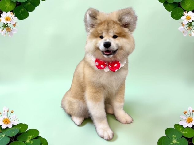 兵庫県の秋田犬 (ワンキャラット アミーゴ姫路花田店/2026年4月11日生まれ/女の子/赤)の子犬の3枚目の画像
