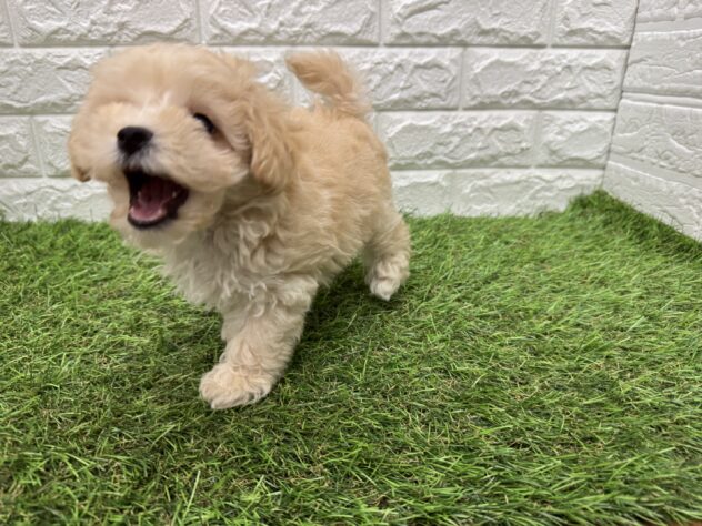 新潟県のハーフ犬・ミックス犬 (アミーゴ新潟小新店/2026年5月19日生まれ/男の子/アプリコット)の子犬の3枚目の画像