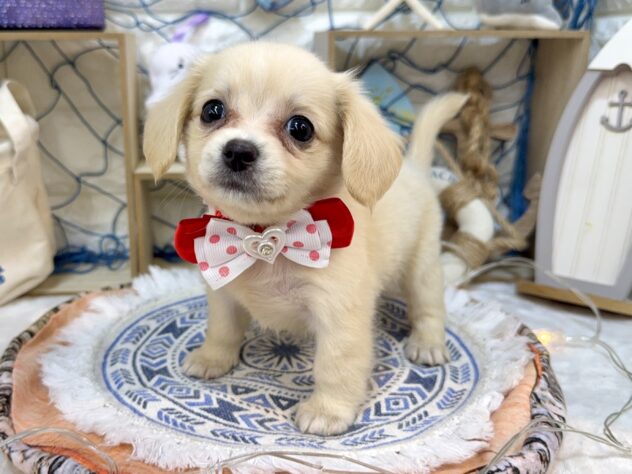 兵庫県のハーフ犬・ミックス犬 (ワンキャラット アミーゴ姫路花田店/2026年6月9日生まれ/女の子/クリーム)の子犬の4枚目の画像