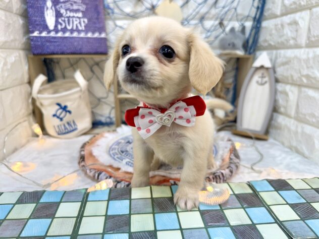 兵庫県のハーフ犬・ミックス犬 (ワンキャラット アミーゴ姫路花田店/2026年6月9日生まれ/女の子/クリーム)の子犬の3枚目の画像
