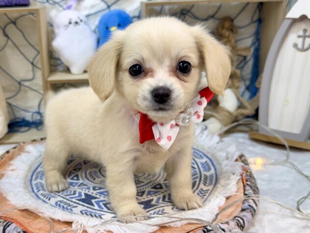 兵庫県のハーフ犬・ミックス犬 (ワンキャラット アミーゴ姫路花田店/2026年6月9日生まれ/女の子/クリーム)の子犬の2枚目の画像