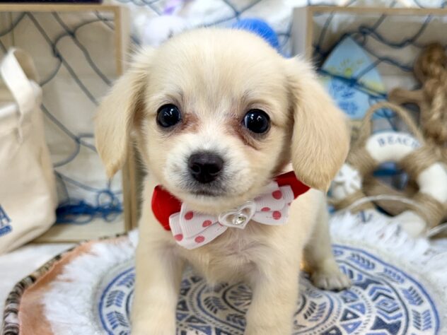 兵庫県のハーフ犬・ミックス犬 (ワンキャラット アミーゴ姫路花田店/2026年6月9日生まれ/女の子/クリーム)の子犬の1枚目の画像
