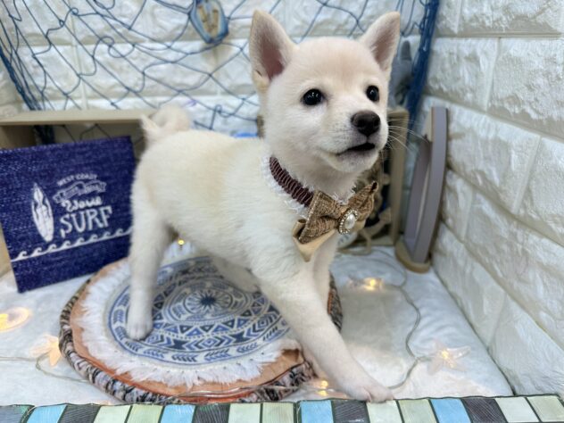 兵庫県の柴犬(標準サイズ) (ワンキャラット アミーゴ姫路花田店/2026年5月20日生まれ/女の子/白)の子犬の3枚目の画像