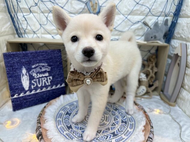 兵庫県の柴犬(標準サイズ) (ワンキャラット アミーゴ姫路花田店/2026年5月20日生まれ/女の子/白)の子犬の2枚目の画像