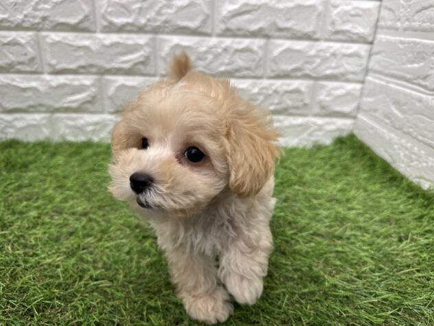 新潟県のハーフ犬・ミックス犬 (アミーゴ新潟小新店/2026年5月19日生まれ/男の子/アプリコット)の子犬の4枚目の画像