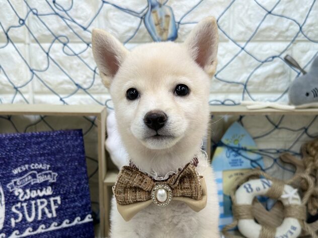 兵庫県の柴犬(標準サイズ) (ワンキャラット アミーゴ姫路花田店/2026年5月20日生まれ/女の子/白)の子犬の1枚目の画像