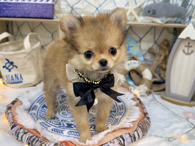 兵庫県のハーフ犬・ミックス犬 (ワンキャラット アミーゴ姫路花田店/2026年5月30日生まれ/女の子/レッド)の子犬の3枚目の画像