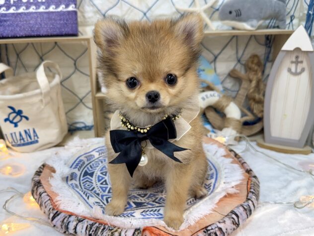 兵庫県のハーフ犬・ミックス犬 (ワンキャラット アミーゴ姫路花田店/2026年5月30日生まれ/女の子/レッド)の子犬の2枚目の画像