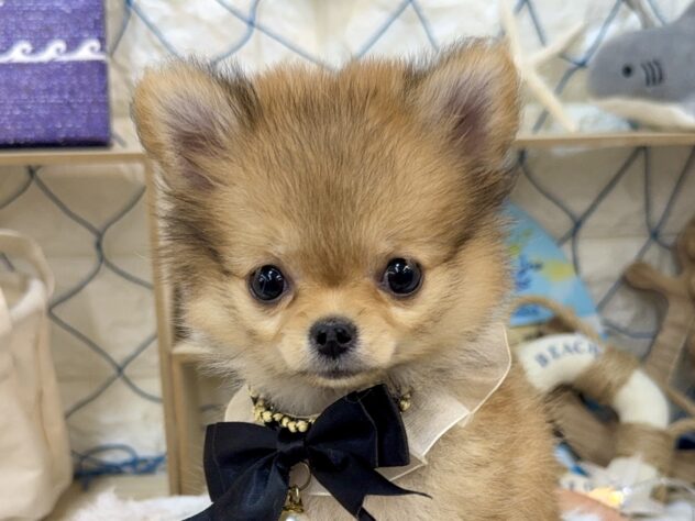 兵庫県のハーフ犬・ミックス犬 (ワンキャラット アミーゴ姫路花田店/2026年5月30日生まれ/女の子/レッド)の子犬の1枚目の画像