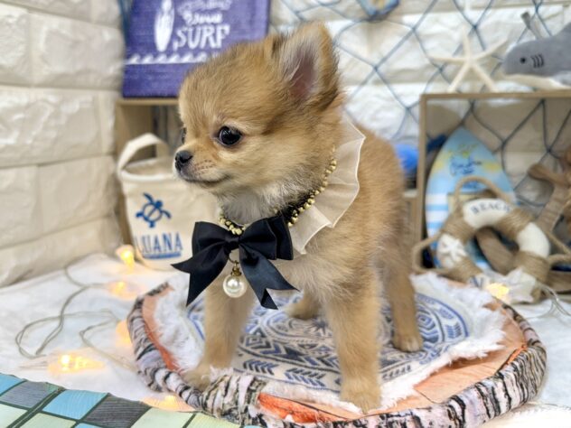 兵庫県のハーフ犬・ミックス犬 (ワンキャラット アミーゴ姫路花田店/2026年5月30日生まれ/女の子/レッド)の子犬の4枚目の画像