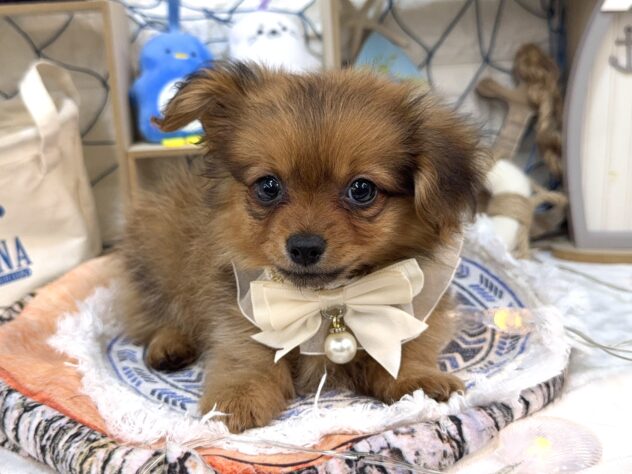 兵庫県のハーフ犬・ミックス犬 (ワンキャラット アミーゴ姫路花田店/2026年6月21日生まれ/女の子/レッド)の子犬の4枚目の画像