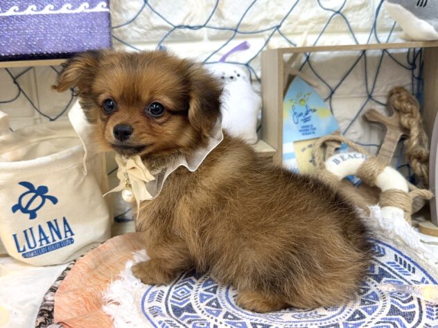 兵庫県のハーフ犬・ミックス犬 (ワンキャラット アミーゴ姫路花田店/2026年6月21日生まれ/女の子/レッド)の子犬の3枚目の画像