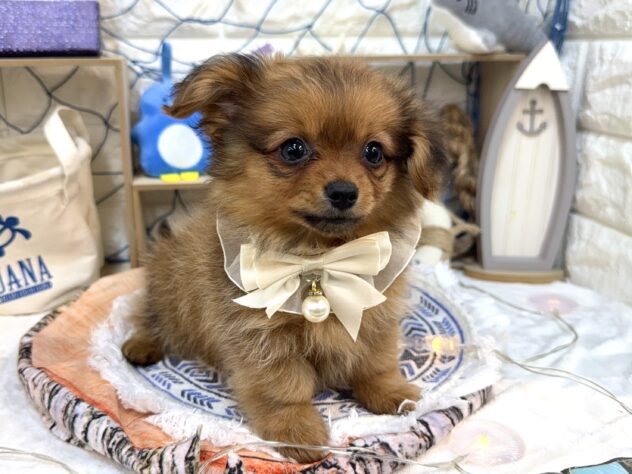 兵庫県のハーフ犬・ミックス犬 (ワンキャラット アミーゴ姫路花田店/2026年6月21日生まれ/女の子/レッド)の子犬の2枚目の画像