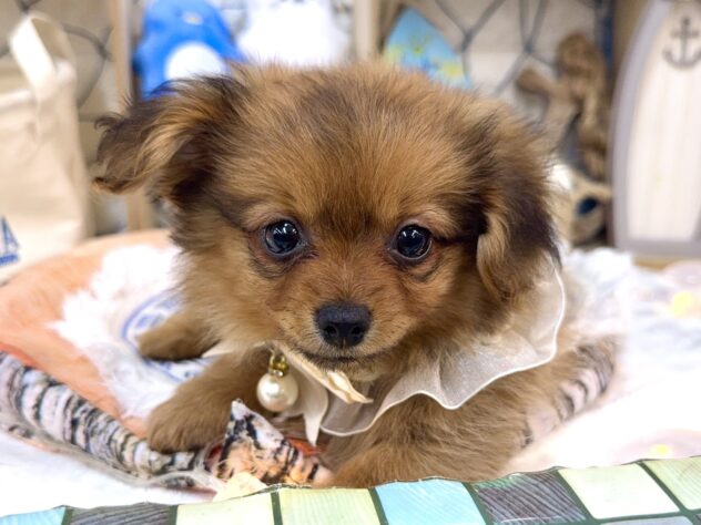 兵庫県のハーフ犬・ミックス犬 (ワンキャラット アミーゴ姫路花田店/2026年6月21日生まれ/女の子/レッド)の子犬の1枚目の画像