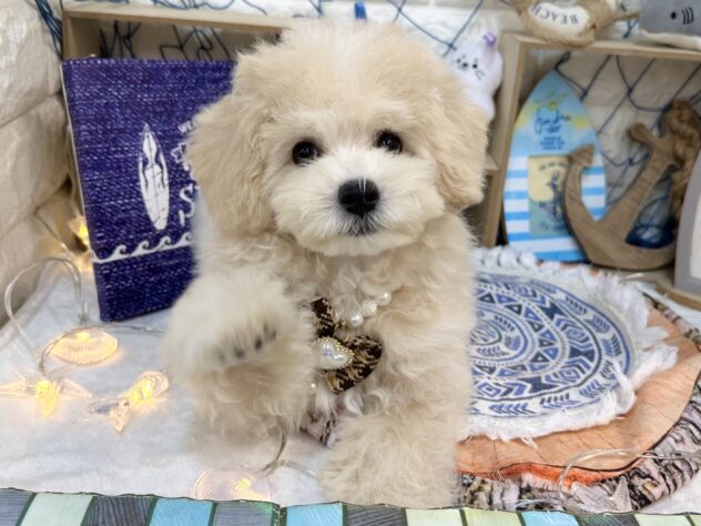 兵庫県のハーフ犬・ミックス犬 (ワンキャラット アミーゴ姫路花田店/2026年5月19日生まれ/男の子/クリーム)の子犬の2枚目の画像