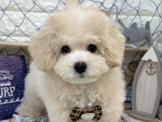 兵庫県のハーフ犬・ミックス犬 (ワンキャラット アミーゴ姫路花田店/2026年5月19日生まれ/男の子/クリーム)の子犬の1枚目の画像