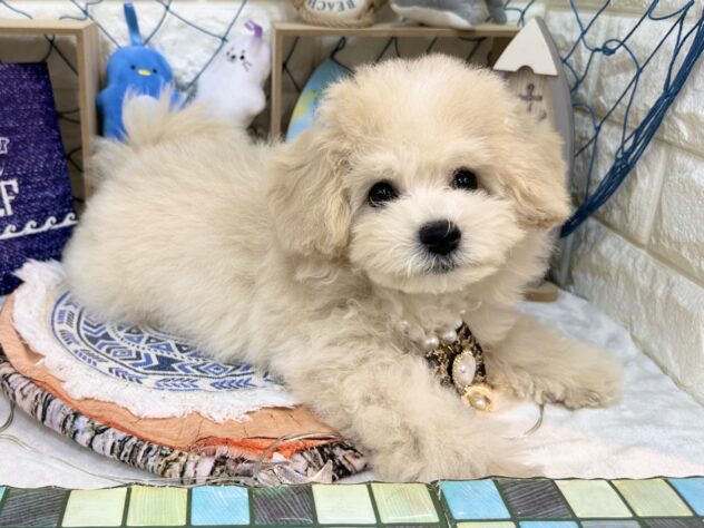 兵庫県のハーフ犬・ミックス犬 (ワンキャラット アミーゴ姫路花田店/2026年5月19日生まれ/男の子/クリーム)の子犬の3枚目の画像