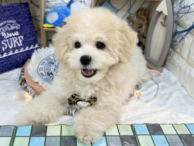 兵庫県のハーフ犬・ミックス犬 (ワンキャラット アミーゴ姫路花田店/2026年5月19日生まれ/男の子/クリーム)の子犬の4枚目の画像